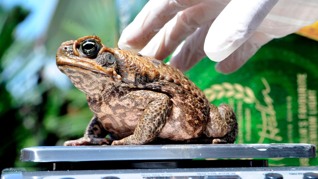 New study reveals urban cane toads have smaller poison glands