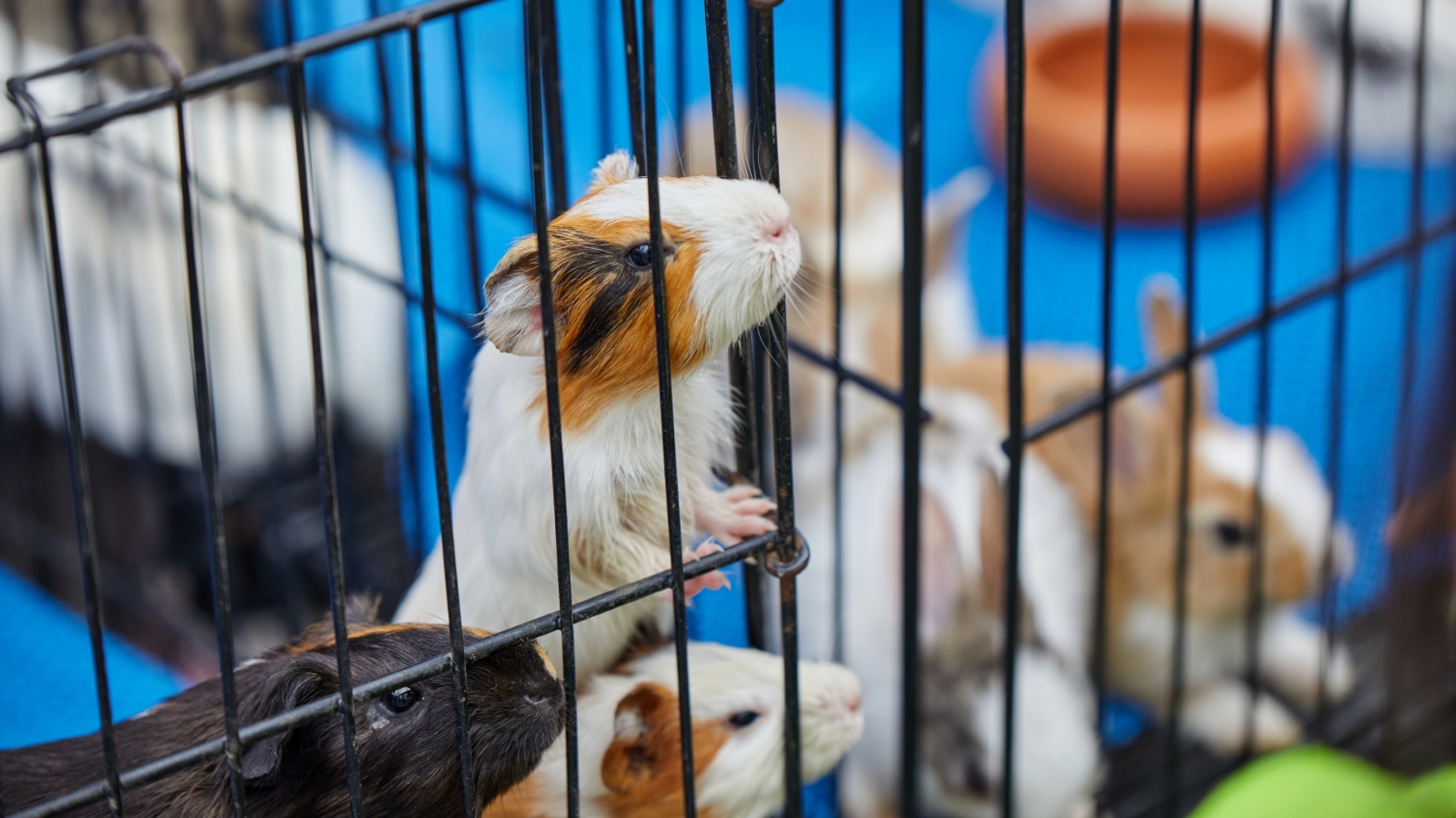 Female Guinea Animal Rescue Guinea Pigs Animal Sanctuary