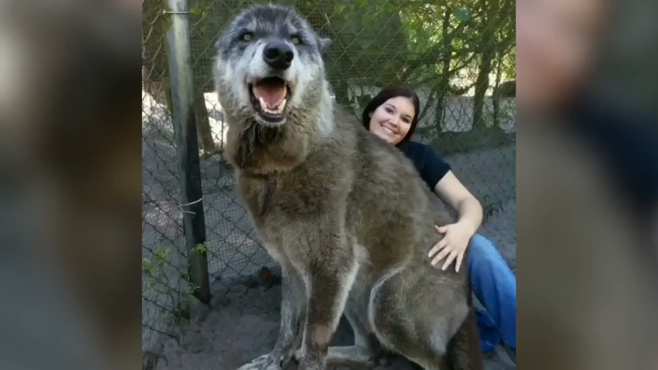 Human-sized Yuki is a rare wolfdog hybrid | Play Stuff