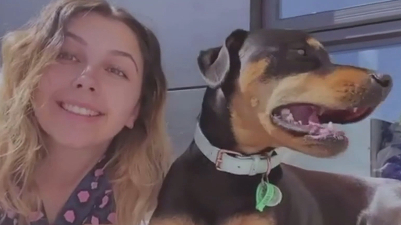 Owner Of Dog Missing From Spirit Of Tasmania Says Unknown Is Killing Her Play Stuff