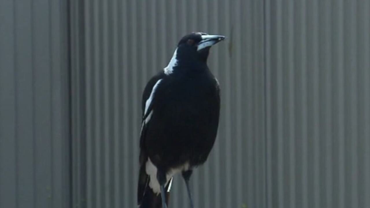Magpie swooping season to start in spring play stuff