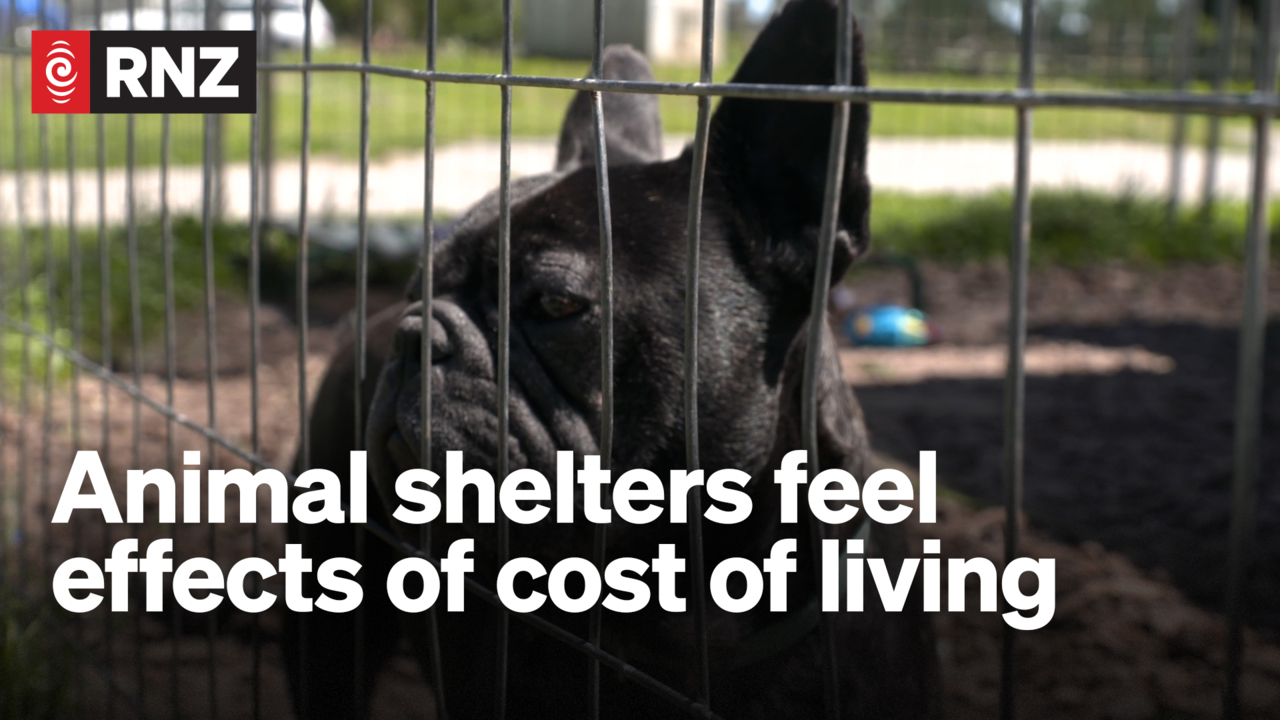Cost of living troubles stretch animal shelters | RNZ