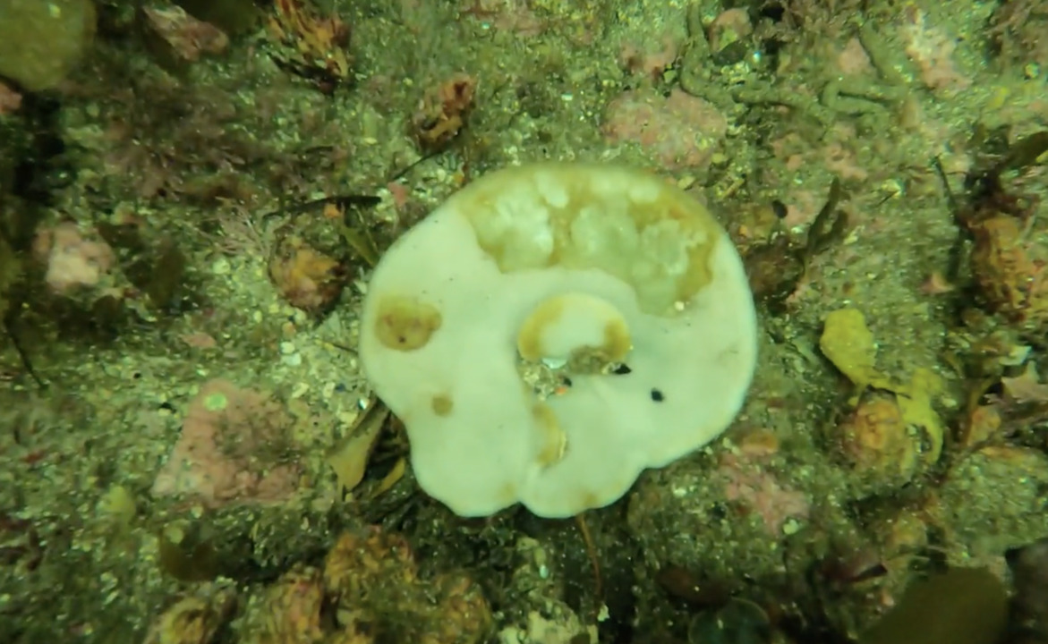 New Zealand: Sea sponge populations 'dying by the millions' due to climate  change