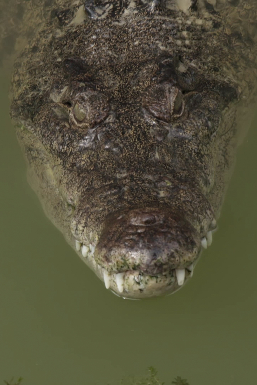 s03e04.5 | Bonus Footage: Croc and Roll