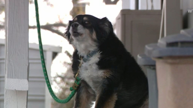 Image result for dog inherits its owners’ $5 million after he passes away