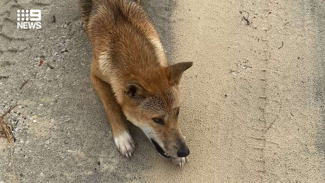 In rare attack, dingo repeatedly bites and holds girl underwater