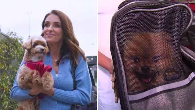 Virgin Australia pets in cabin coverage