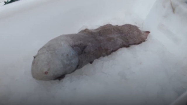 This Wandering Meatloaf Chiton Has A Rare Mineral In Its Teeth