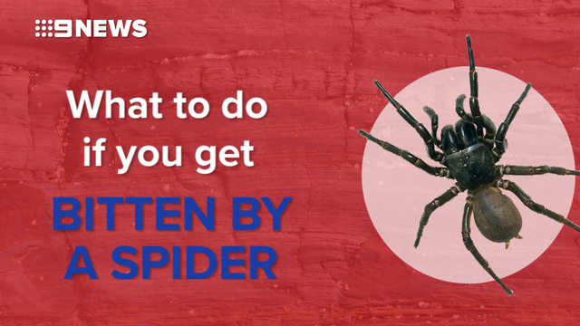 Spiders in the house? Put that blowtorch away