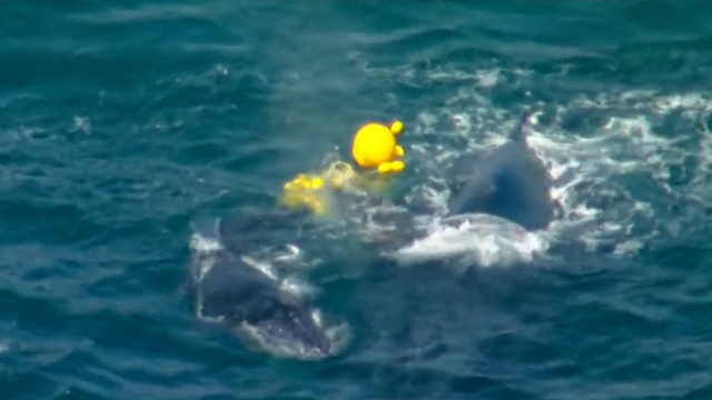 Sea Shepherd reveals dozens of photos from Queensland shark nets