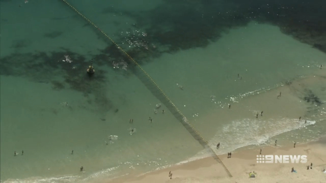 Seal sneaks through new shark barrier at Cottesloe Beach WA news