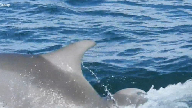Rare Footage Of A Dolphin Giving Birth Captured Off Wa Coast