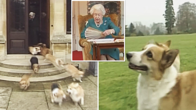 Google drive sales the queen's corgi