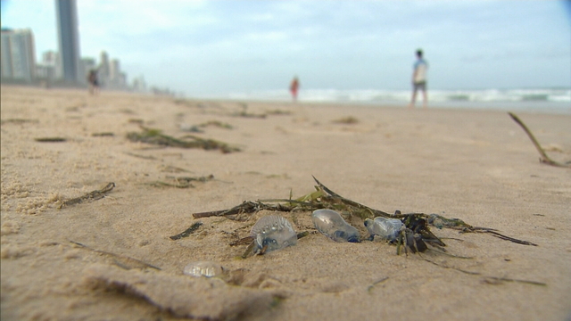 Bluebottle 'epidemic': thousands stung as record numbers swarm Queensland  beaches, Queensland