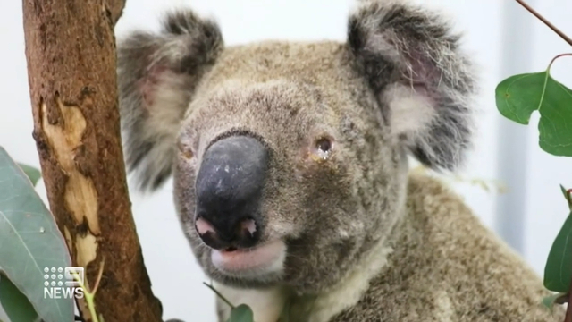 Devastating': Australian scientists race to save endangered wild koalas  from chlamydia