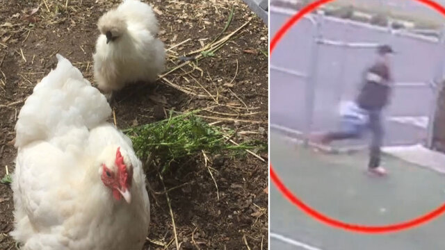 Fowl play as chook snatcher breaks into school's coop