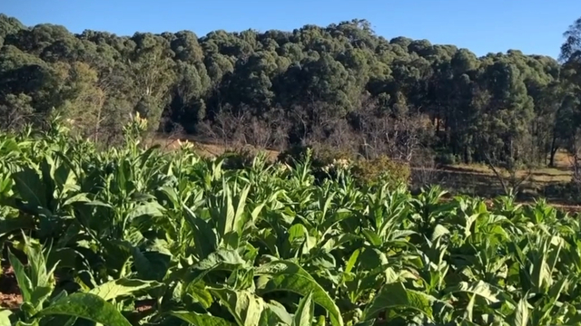 The clues that could reveal illegal tobacco farms