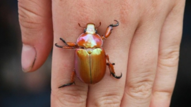 Christmas beetles disappearing: Where have all the Christmas beetles gone?