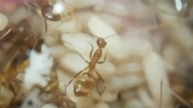 Yellow crazy ants - CSIRO