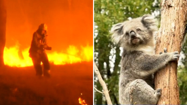 A World Without Koalas? Losing the Marsupial Could Make Australian  Wildfires Worse - CNET