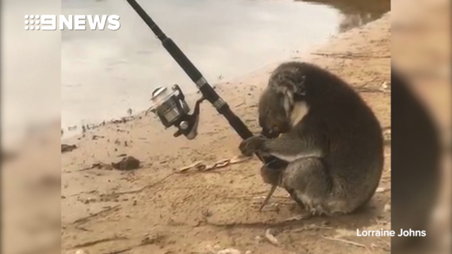 Koala fishing on Murray River