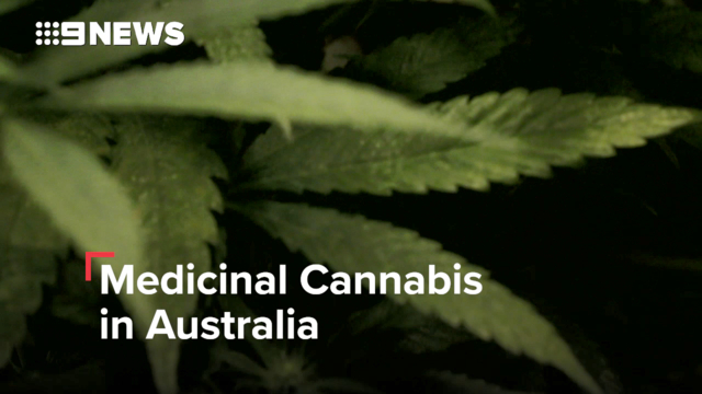 Medicinal cannabis patients supply nightmare surges