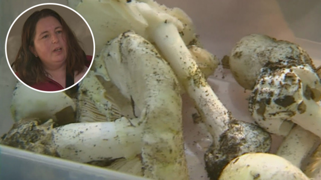 Mushroom poisoning case: Food dehydrator tested in Leongatha