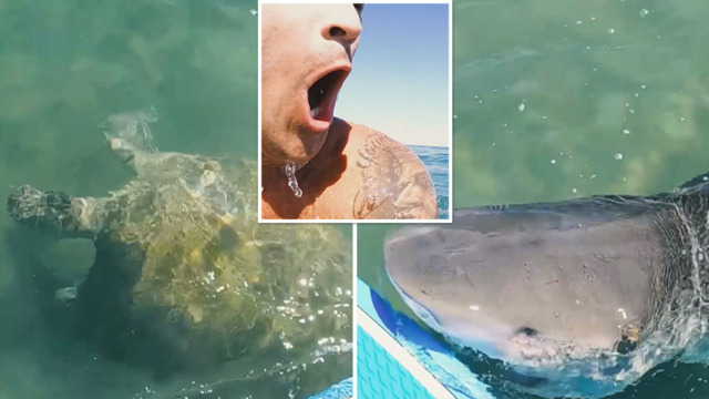 Shark news Australian paddleboard films terrifying encounter with