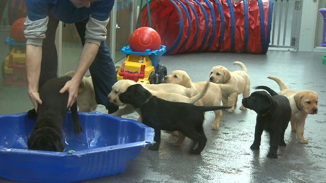 Puppies invade Nationals Park, 10/01/2016