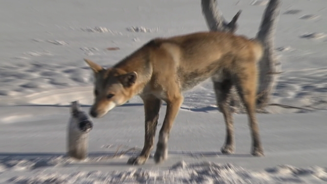 Australia dingo attack: 6-year-old boy hospitalized