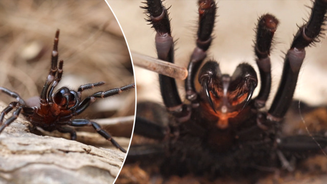 World's widest web? Flood-hit spiders find higher ground, Spiders