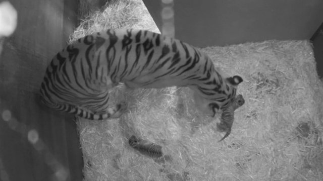 Name a tiger cub and win an experience at Adelaide Zoo