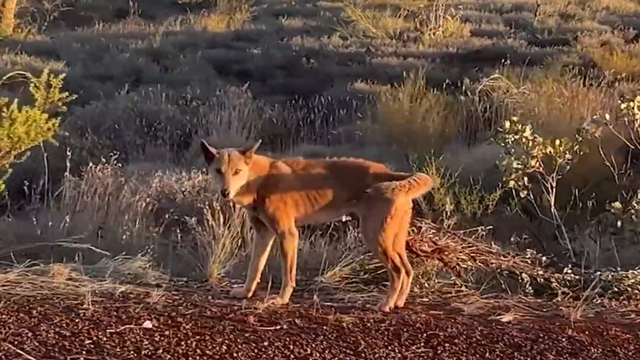WA dingoes: Karijini National Park dingo attacks young girl and mother