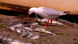 Local environment group raises concerns over NSW fish kill