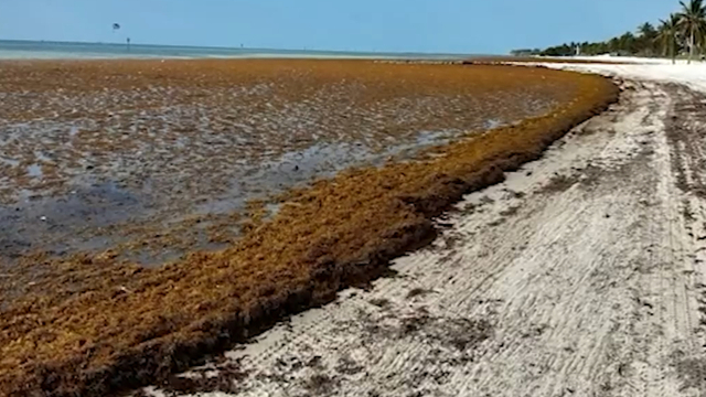 Seaweed' Clothing Has None, Tests Show - The New York Times