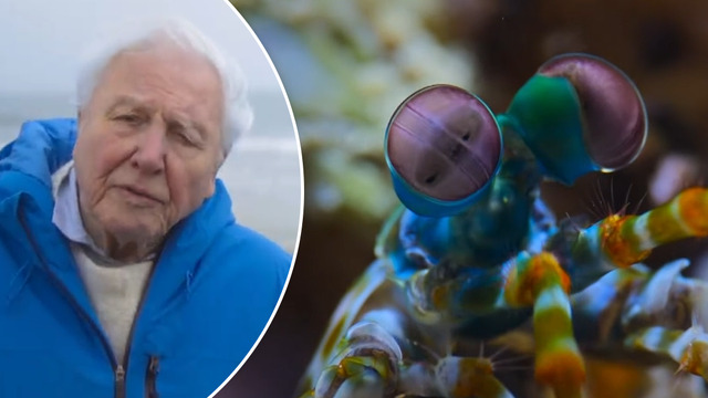 Mining magnate Andrew Forrest praises federal election result at David  Attenborough premiere | Exclusive