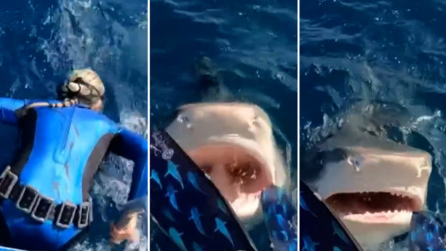 So impressive': Diver captures up-close encounter with massive shark