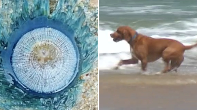 Teenager hospitalised after swallowing bluebottle jellyfish at popular  beach