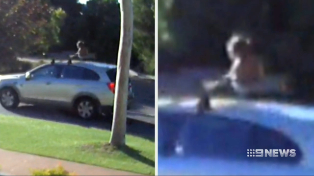 Woman being questioned after child joyrides on vehicle roof racks in Perth Woman being questioned after child joyrides on vehicle roof racks in Perth