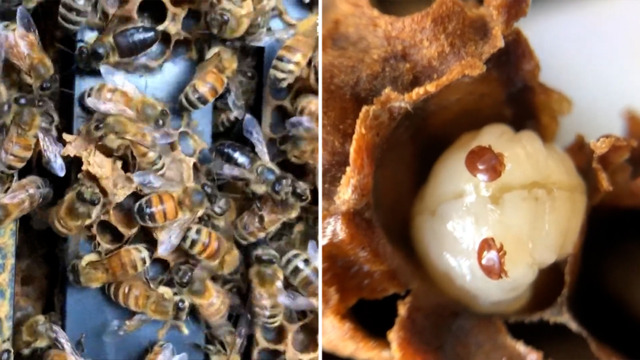 Honeybee Swarms Can Produce as Much Electric Charge as a Storm