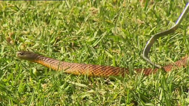 Snake season has started in Australia