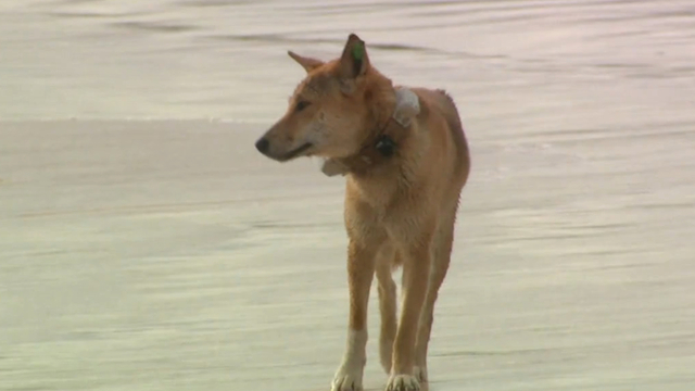 Runner Hospitalized After Being Attacked By Dingos in Australia