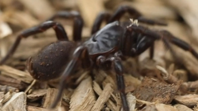 Spider season booming in Sydney thanks to warm, wet weather - ABC News