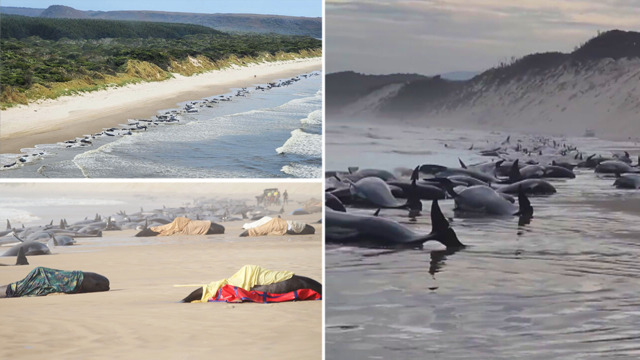 Volunteers working to save nearly 100 beached whales in Australia, but more  than half have died