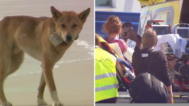 Australia: Tourists fined for dingo selfies as rangers warn of