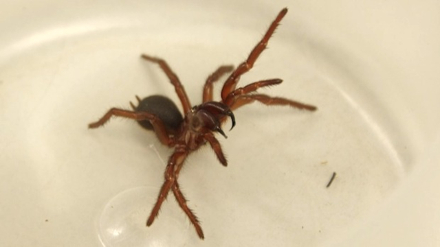 Queensland Museum to discover up to 100 new spider species