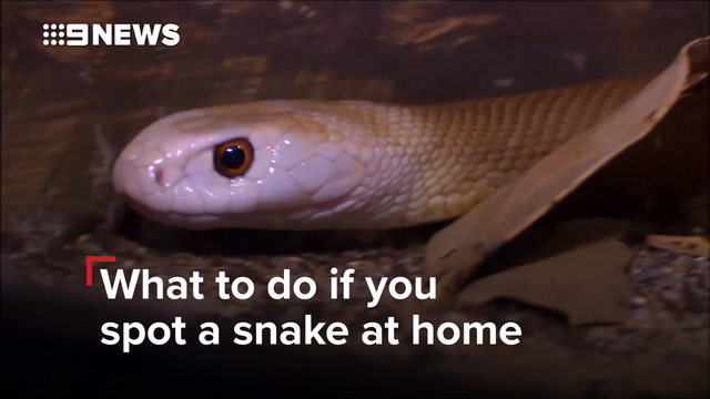 Snake catcher removes seemingly endless number of snakes from rood of home  in Australia 