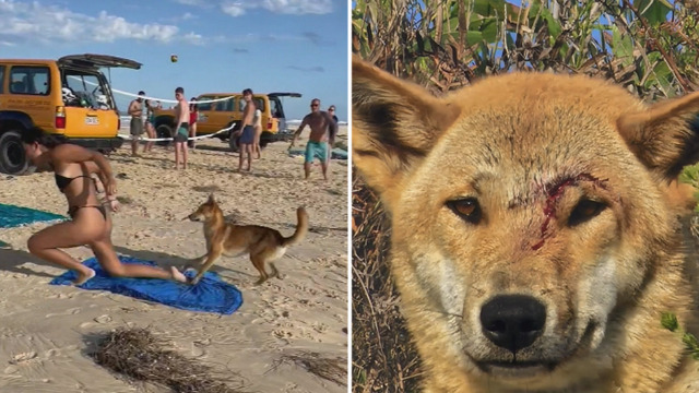 Dingo That Attacked Young Girl 'Held Her Underwater