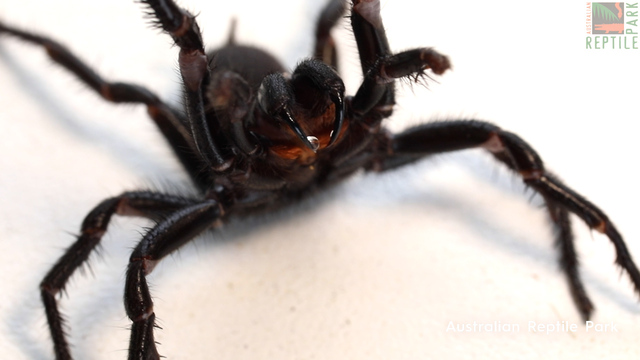 Why funnel-web spiders are so dangerous to people