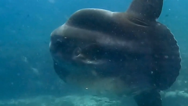 Extremely rare' sunfish found off Sydney's Northern Beaches